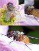 Phaonia rufiventris